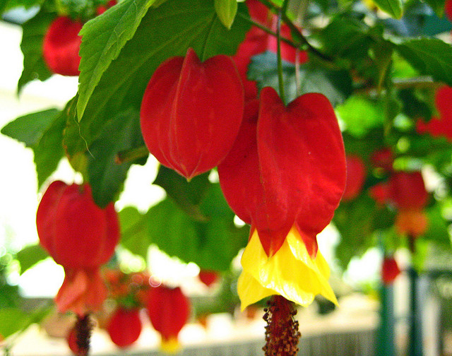فانوس چینی